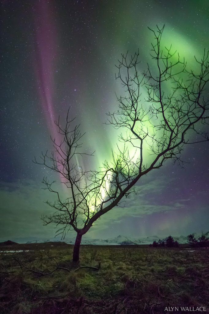 L&rsquo;arbre Aurora